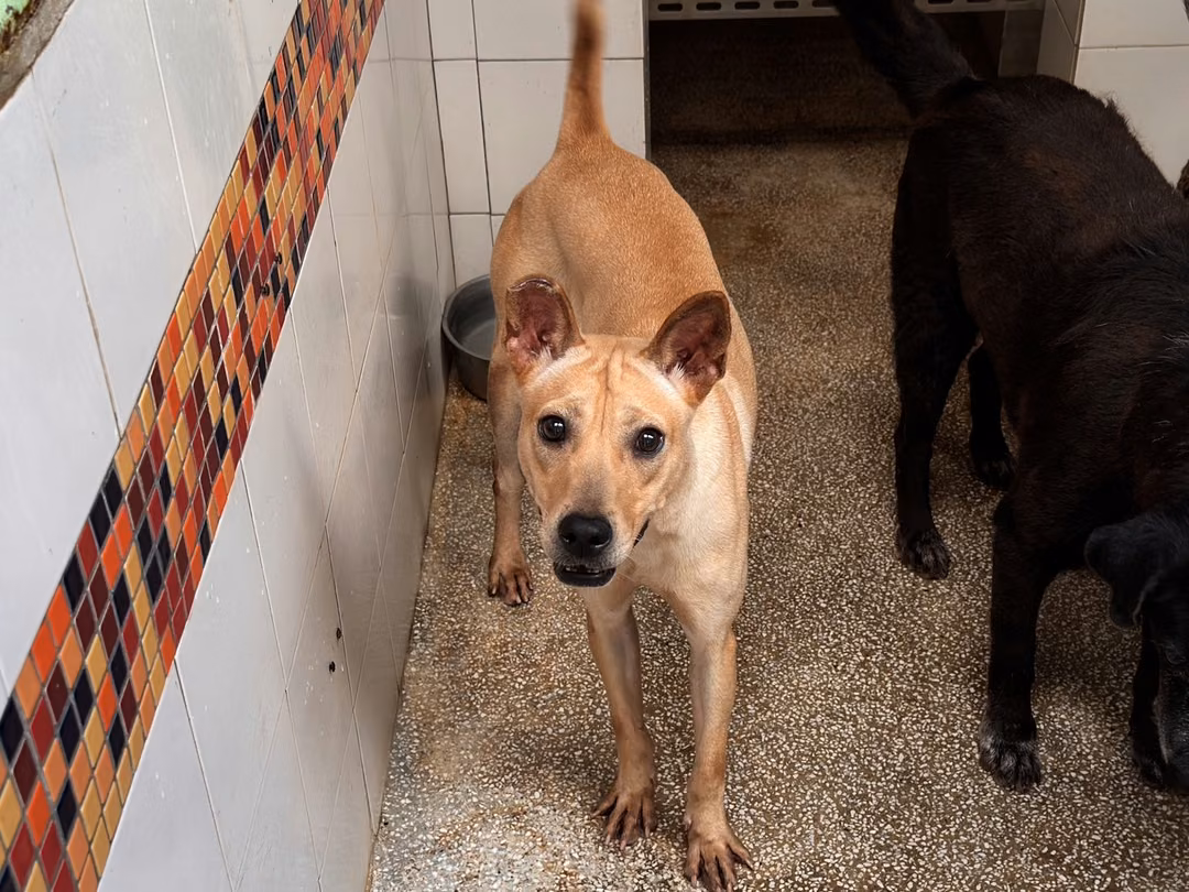 The dog, from the shelter's listing