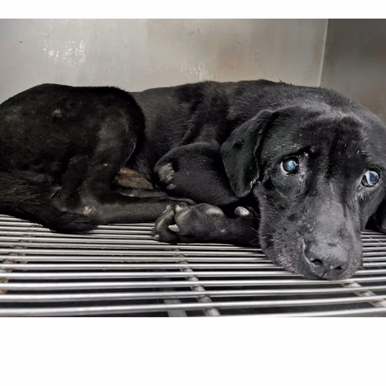 The dog, from the shelter's listing