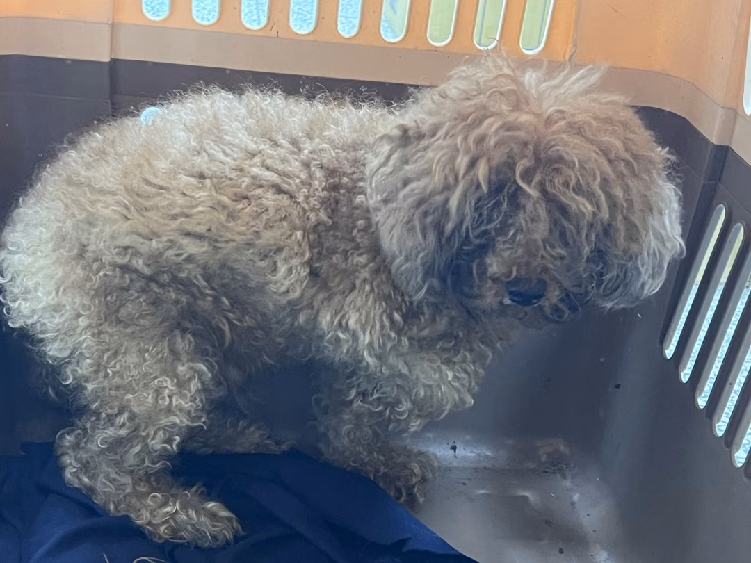 The dog, from the shelter's listing