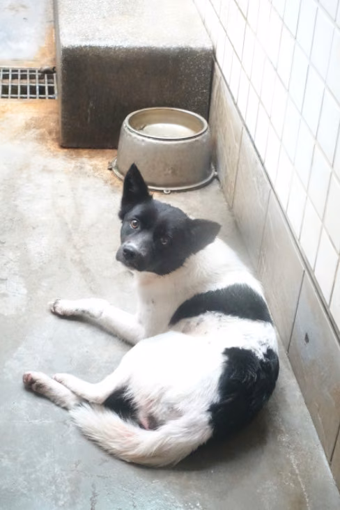 The dog, from the shelter's listing