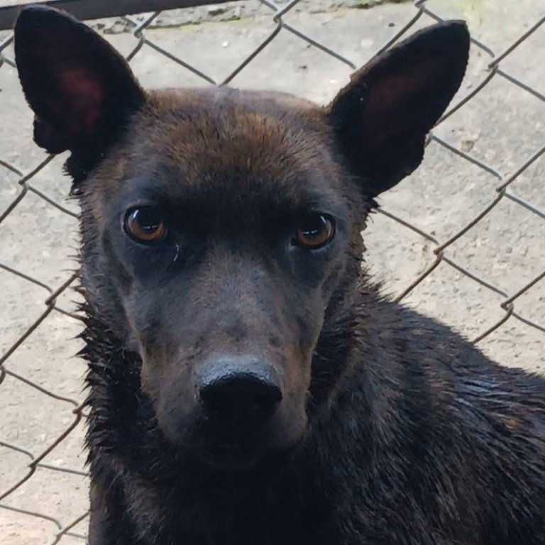 The dog, from the shelter's listing