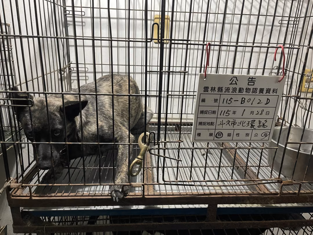The dog, from the shelter's listing