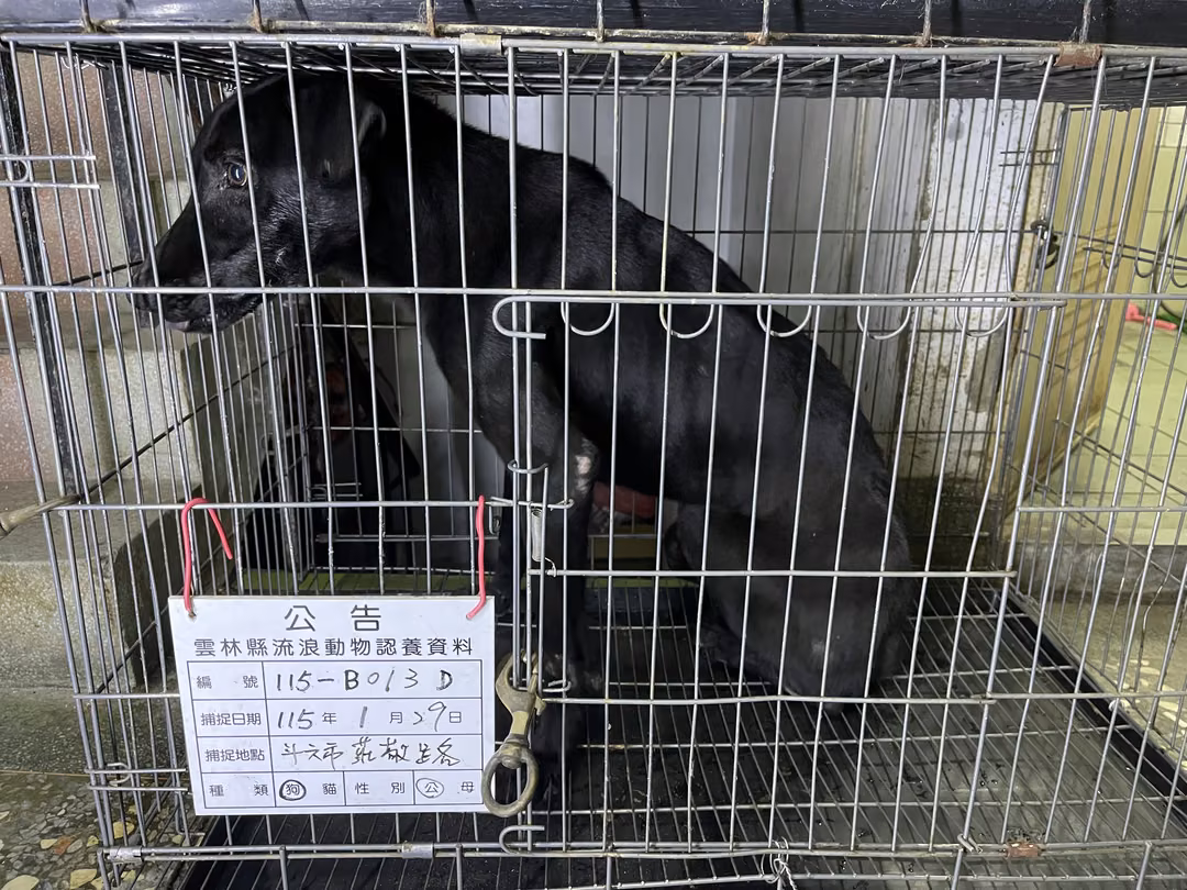The dog, from the shelter's listing