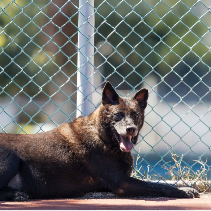 The dog, from the shelter's listing