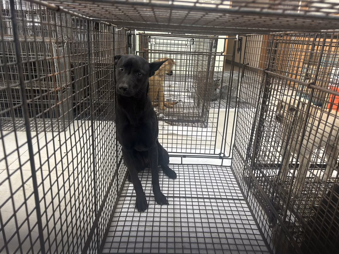 The dog, from the shelter's listing