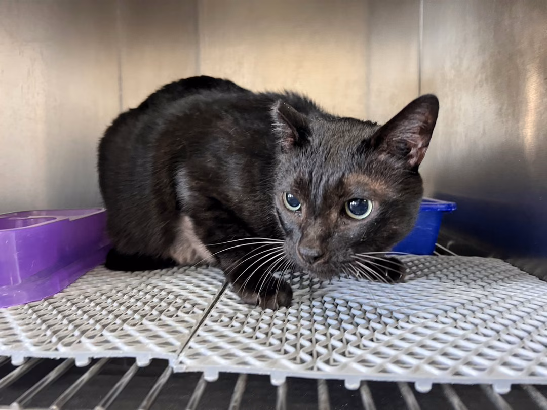 The cat, from the shelter's listing