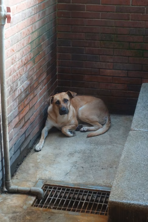 The dog, from the shelter's listing