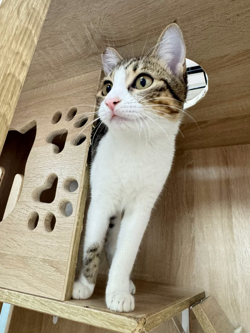 The cat, from the shelter's listing