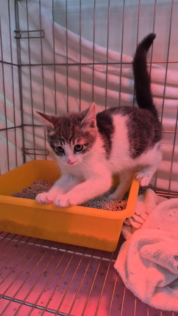 The cat, from the shelter's listing