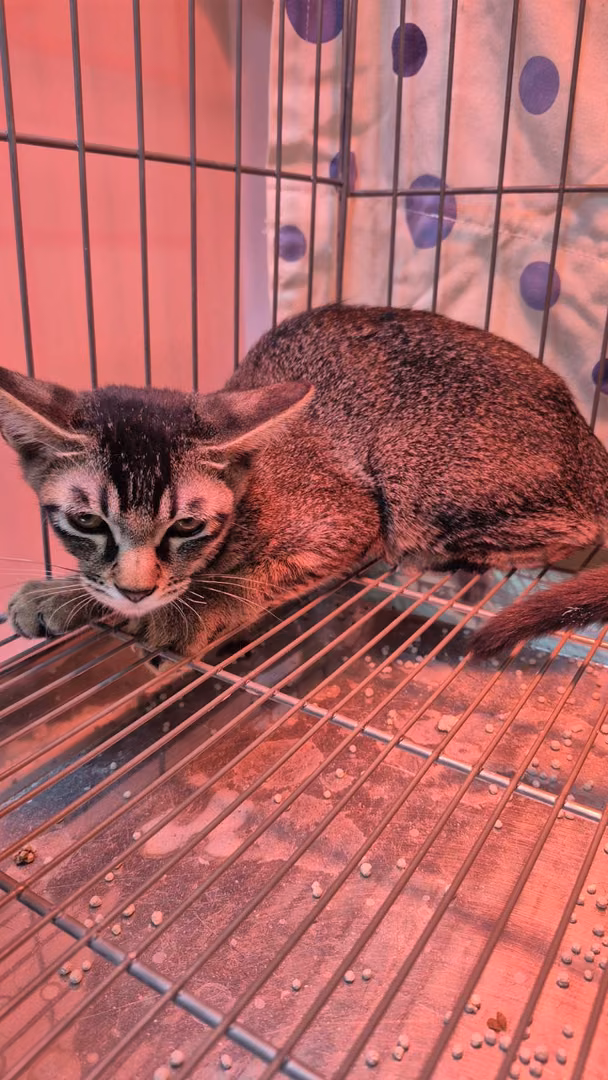The cat, from the shelter's listing