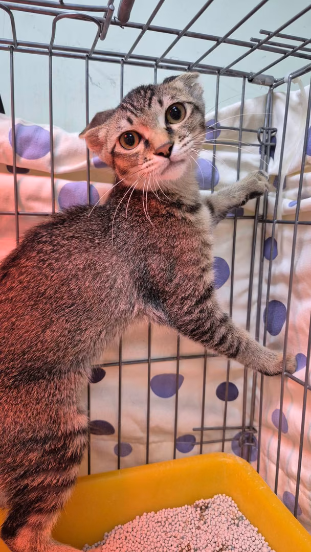 The cat, from the shelter's listing