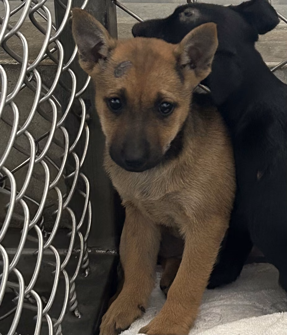 The dog, from the shelter's listing