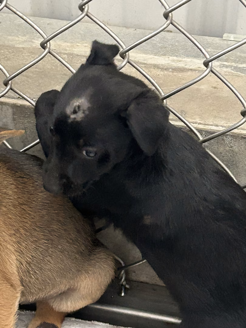 The dog, from the shelter's listing