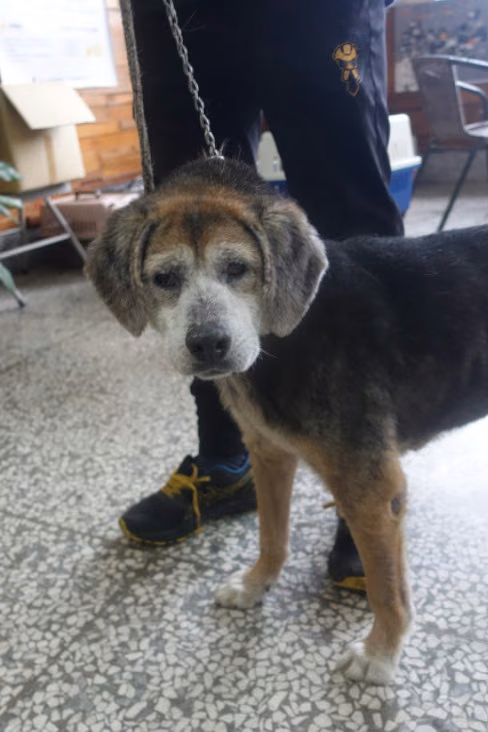 The dog, from the shelter's listing