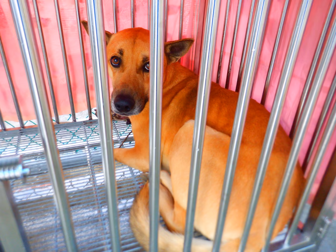 The dog, from the shelter's listing