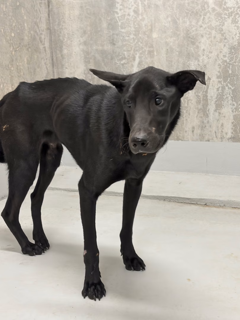 The dog, from the shelter's listing