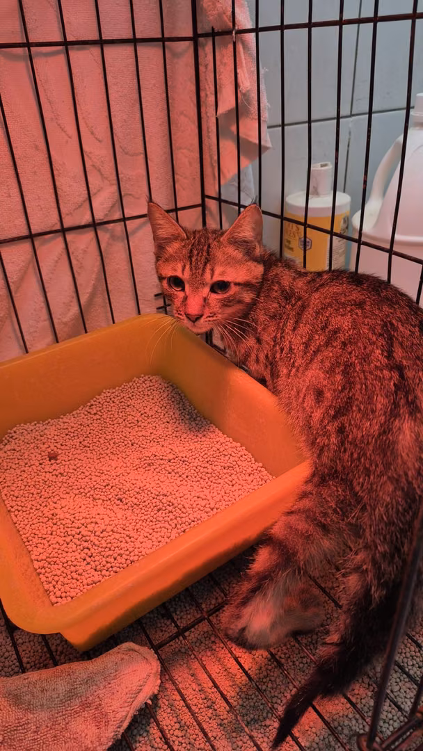 The cat, from the shelter's listing