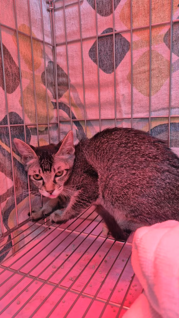 The cat, from the shelter's listing