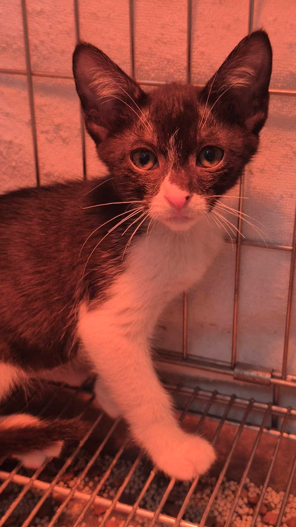 The cat, from the shelter's listing