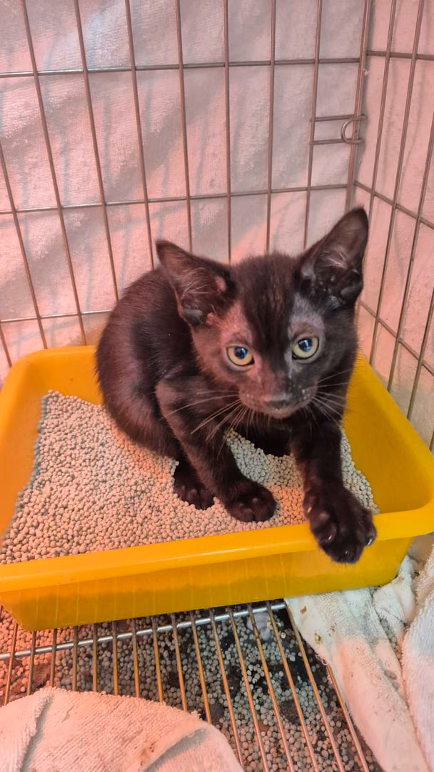 The cat, from the shelter's listing