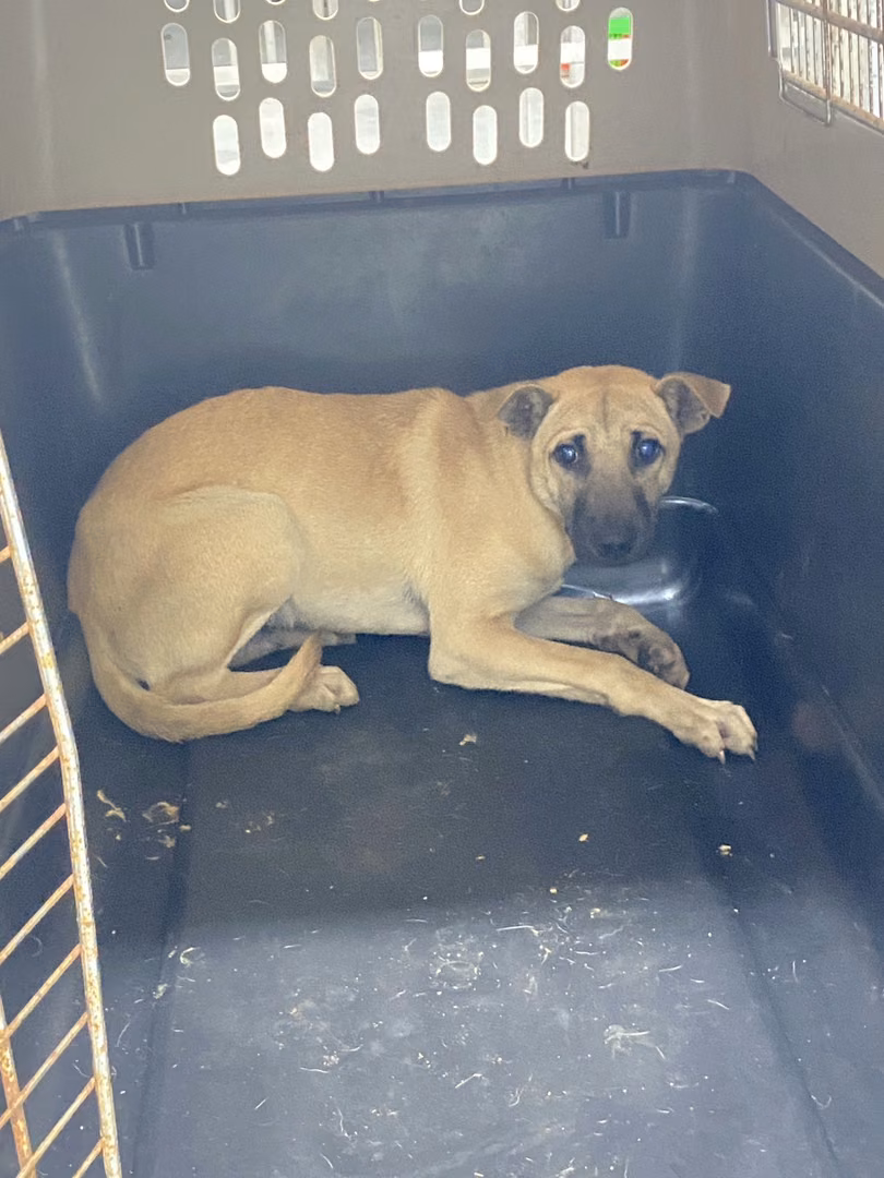 The dog, from the shelter's listing