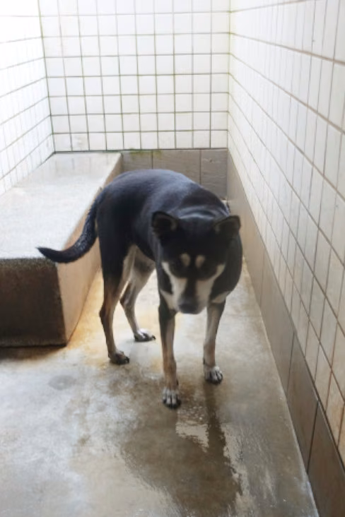 The dog, from the shelter's listing