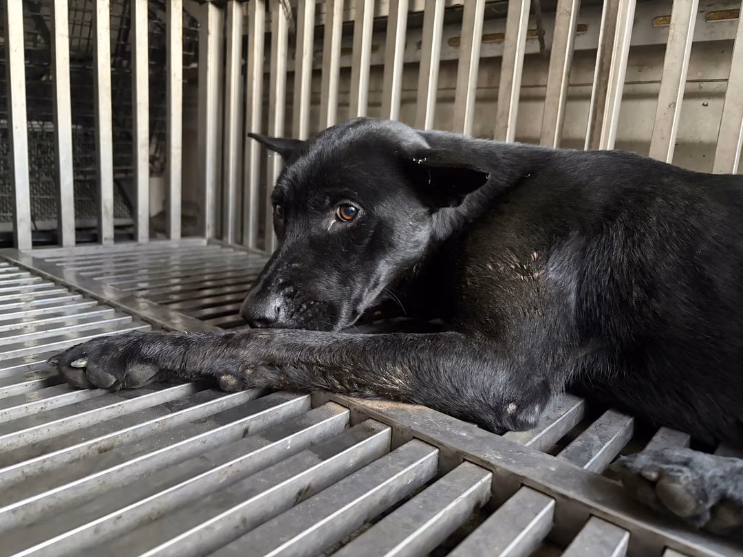 The dog, from the shelter's listing