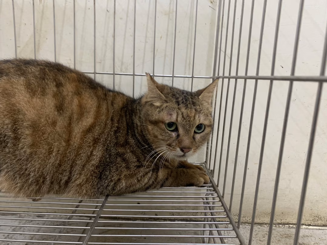 The cat, from the shelter's listing