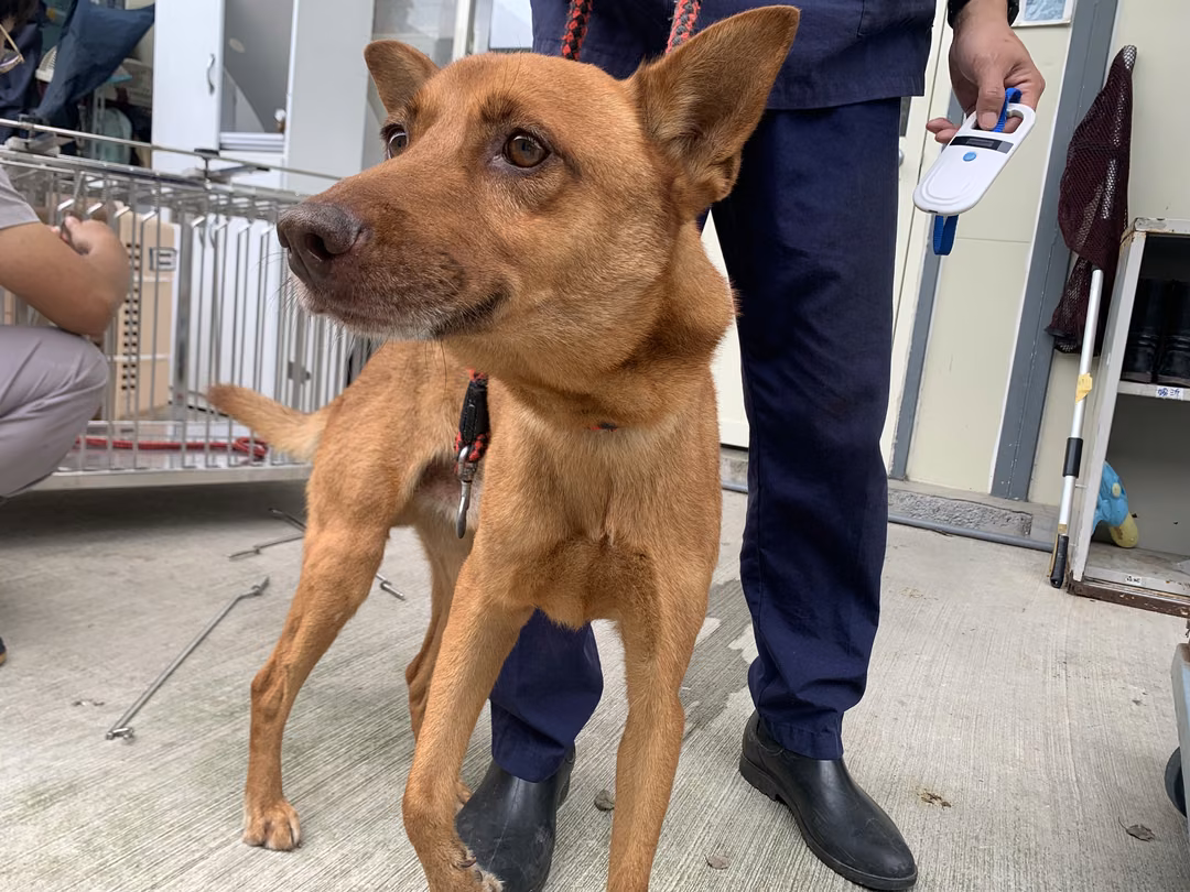 The dog, from the shelter's listing