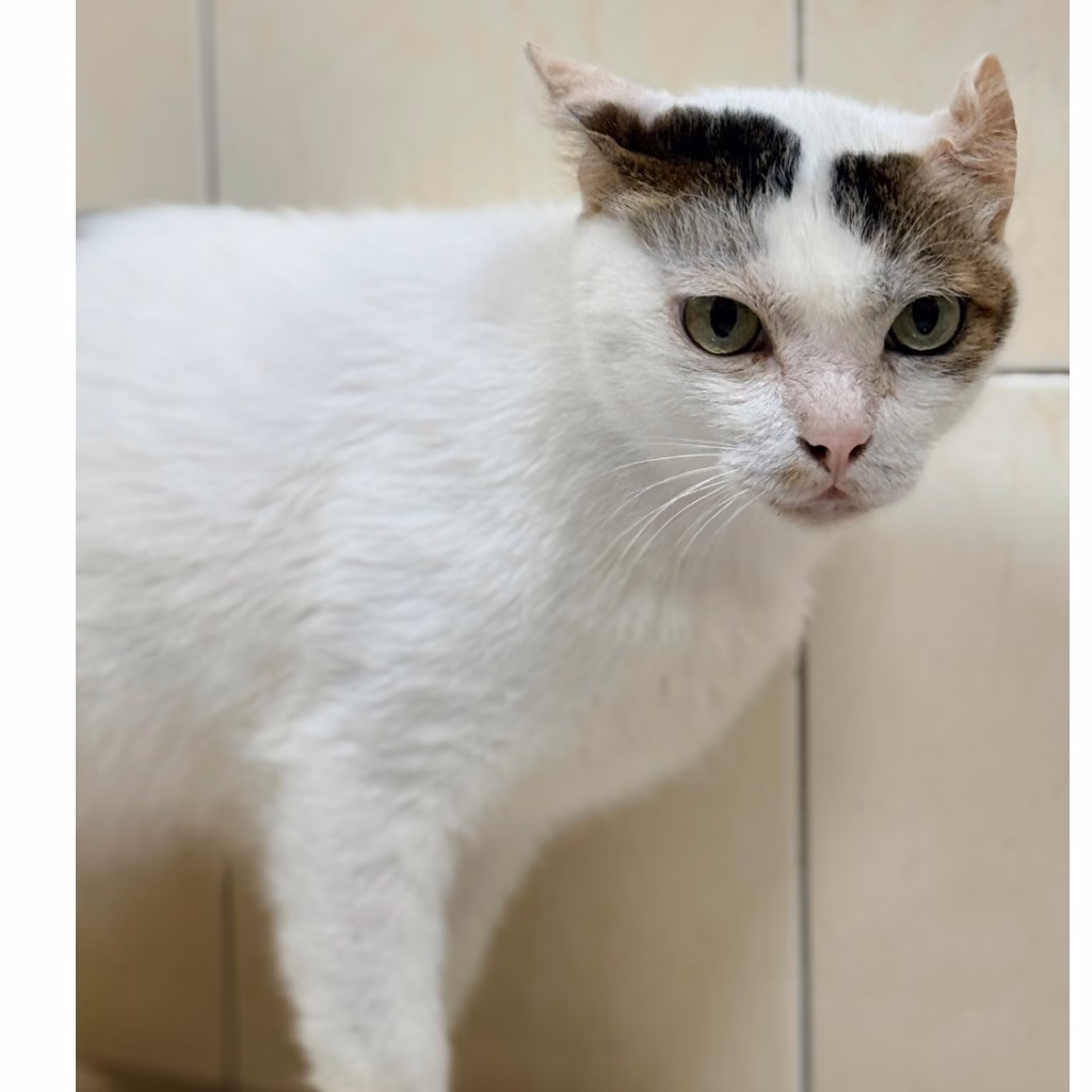The cat, from the shelter's listing
