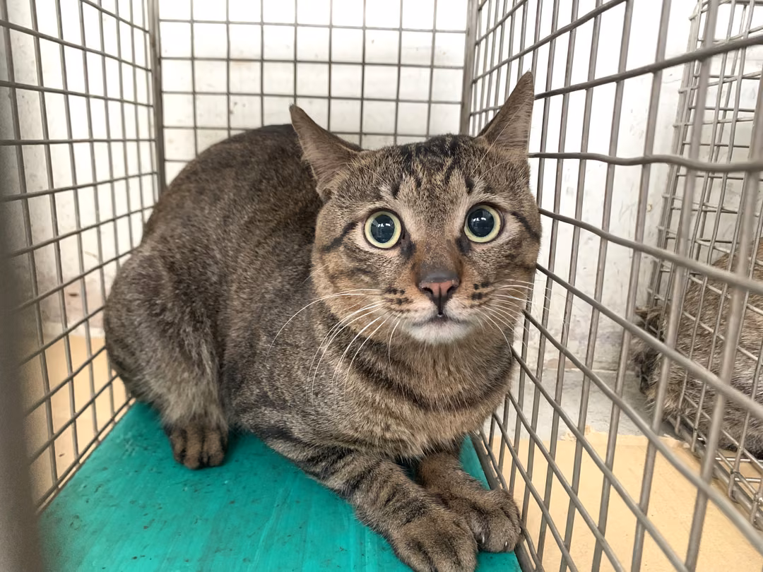 The cat, from the shelter's listing
