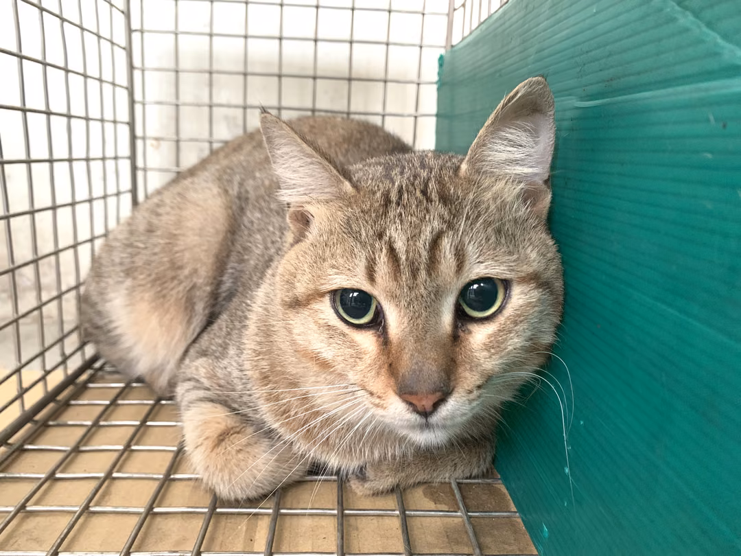 The cat, from the shelter's listing