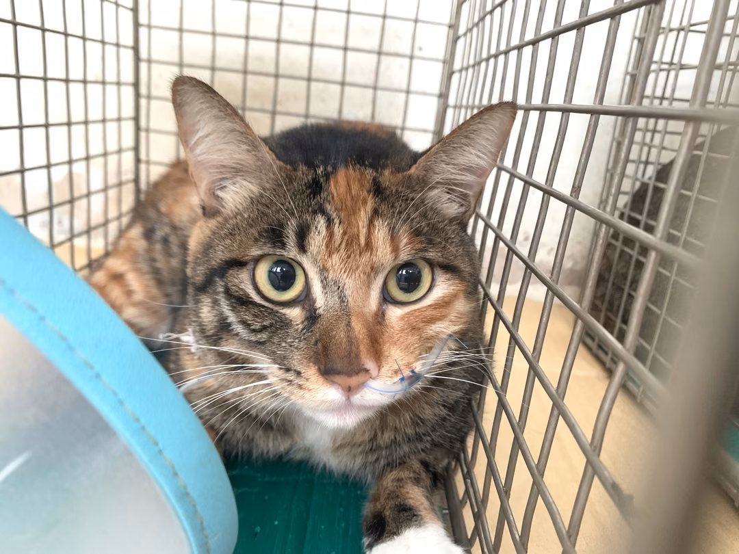 The cat, from the shelter's listing