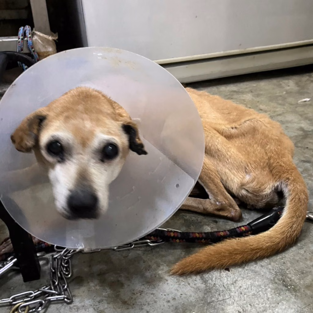 The dog, from the shelter's listing