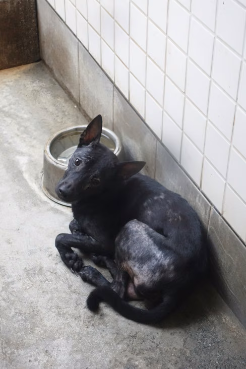 The dog, from the shelter's listing