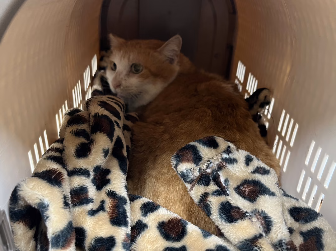 The cat, from the shelter's listing