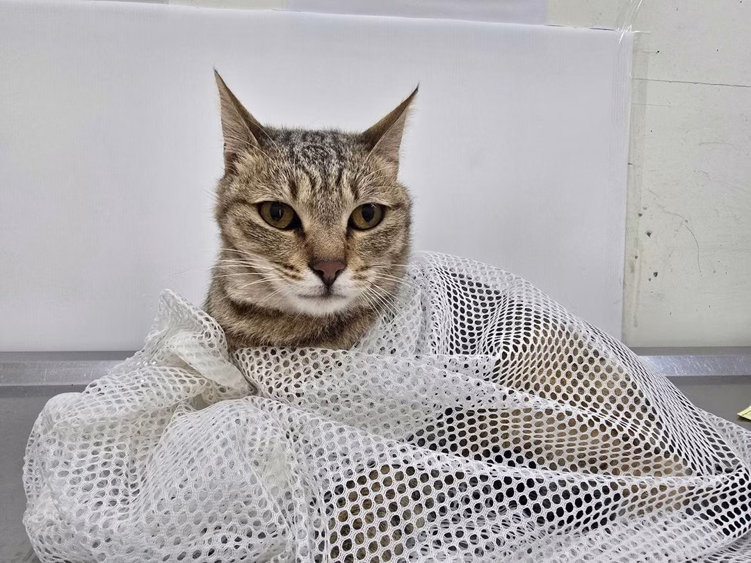 The cat, from the shelter's listing