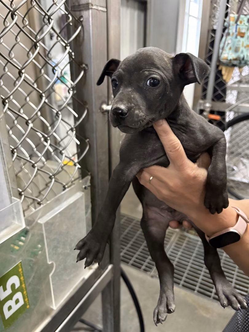 The dog, from the shelter's listing