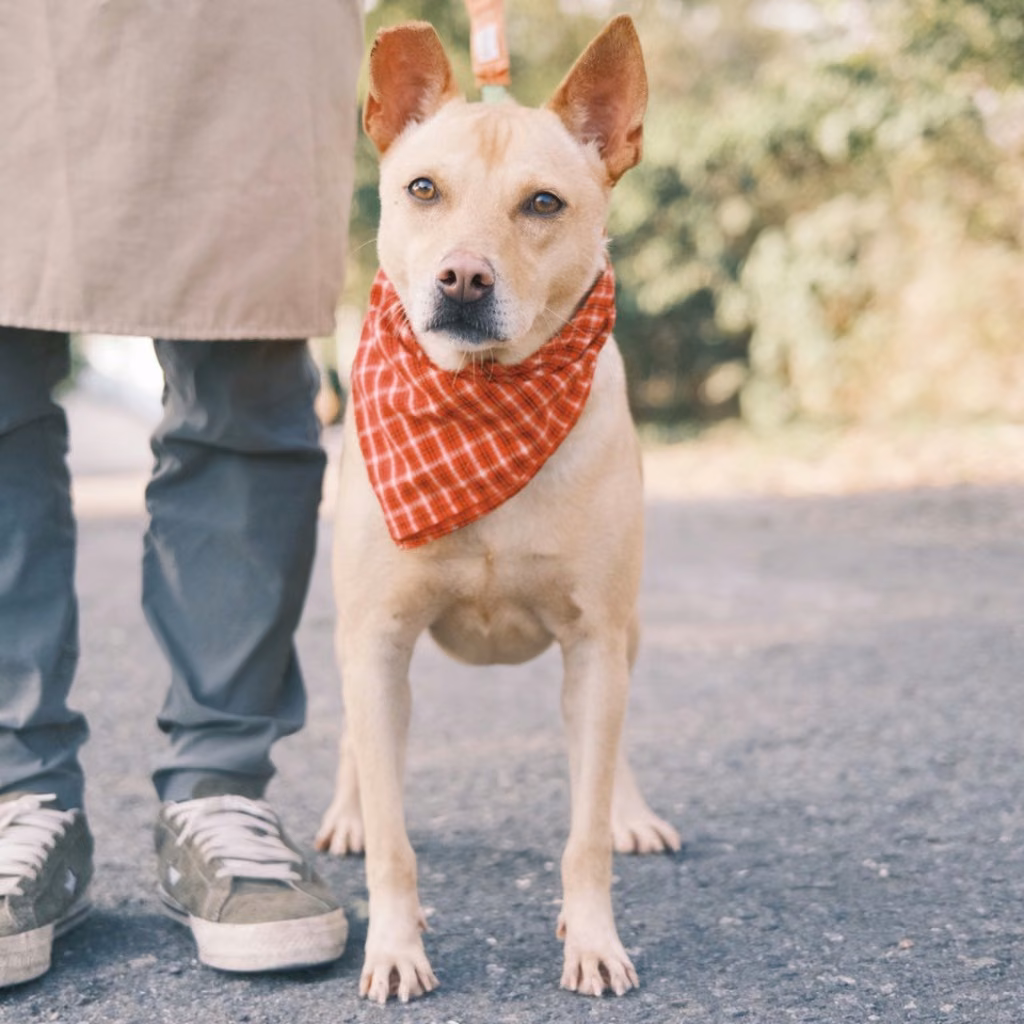 The dog, from the shelter's listing