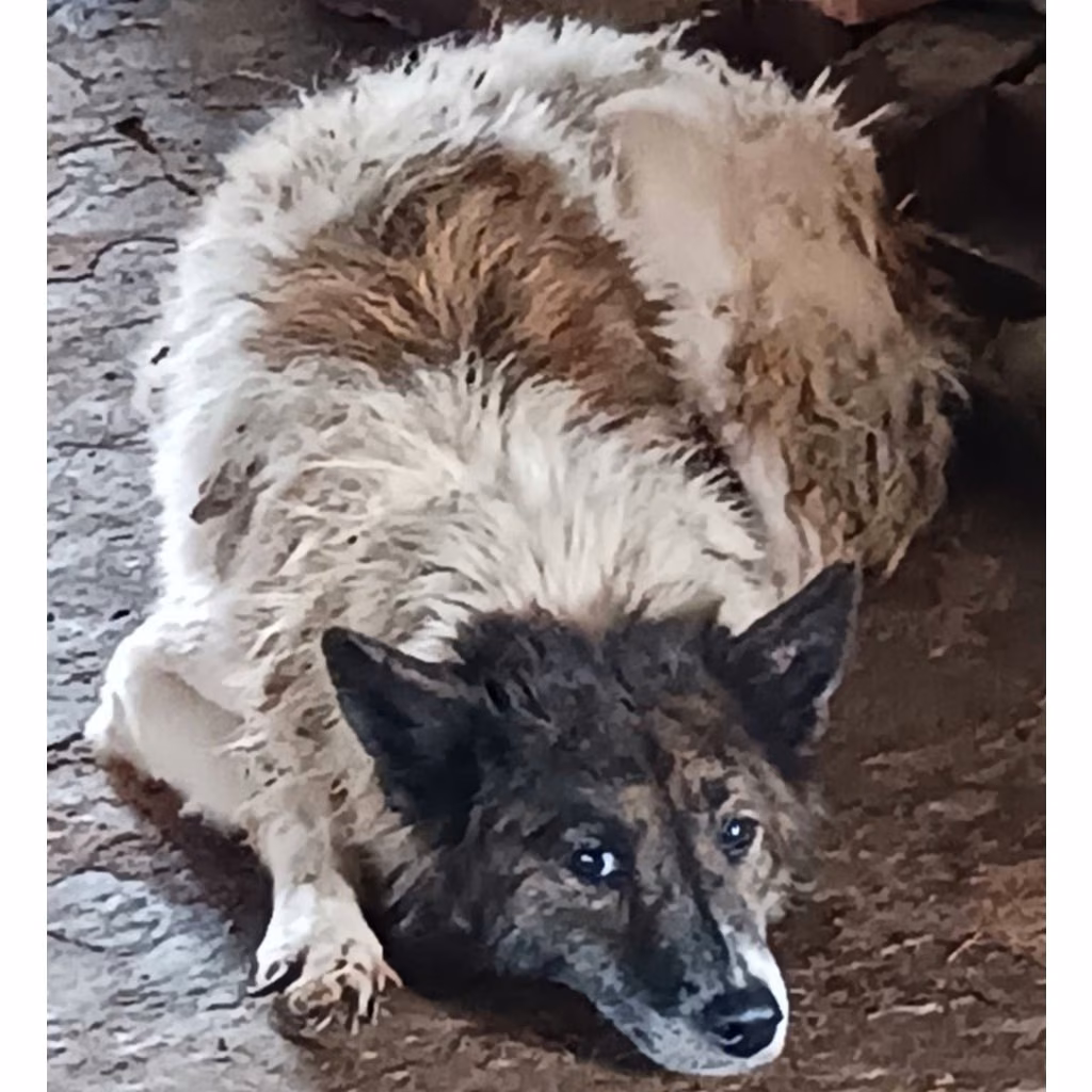 The dog, from the shelter's listing