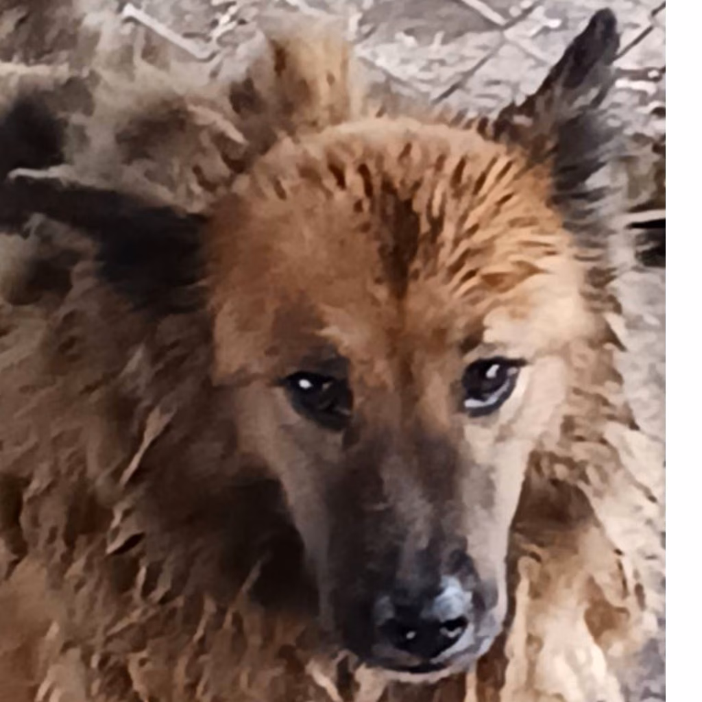 The dog, from the shelter's listing