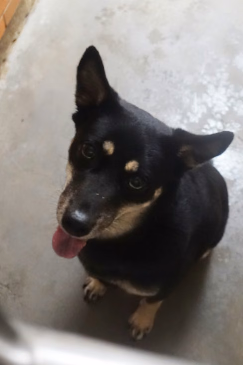 The dog, from the shelter's listing