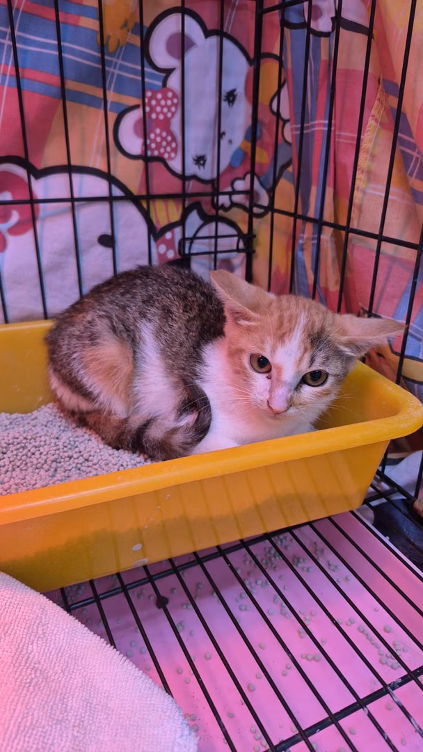 The cat, from the shelter's listing