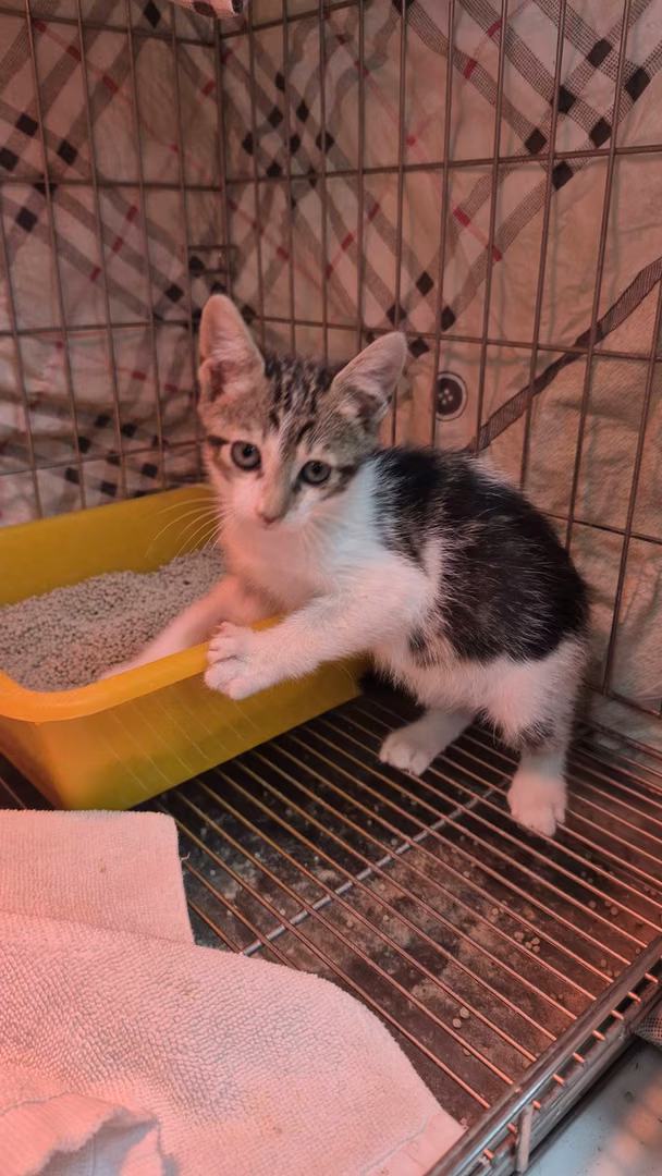 The cat, from the shelter's listing