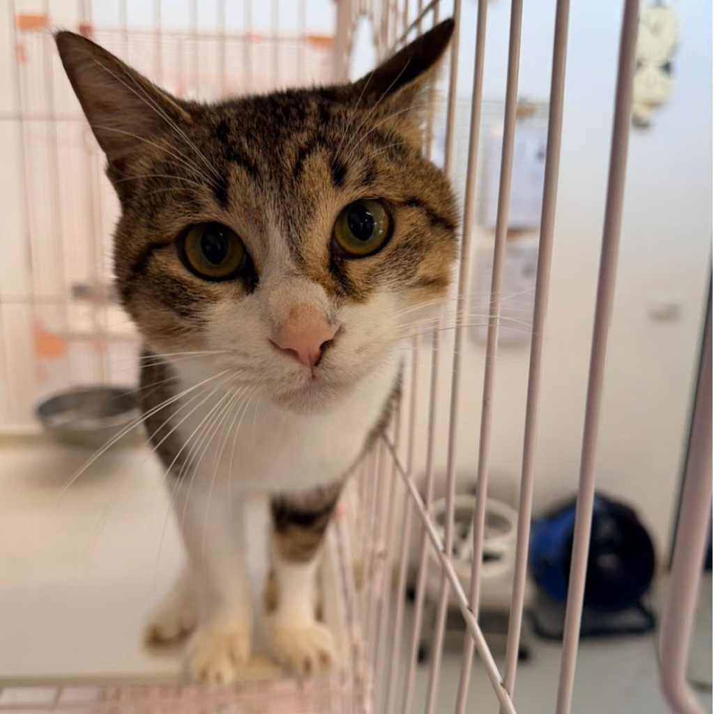 The cat, from the shelter's listing
