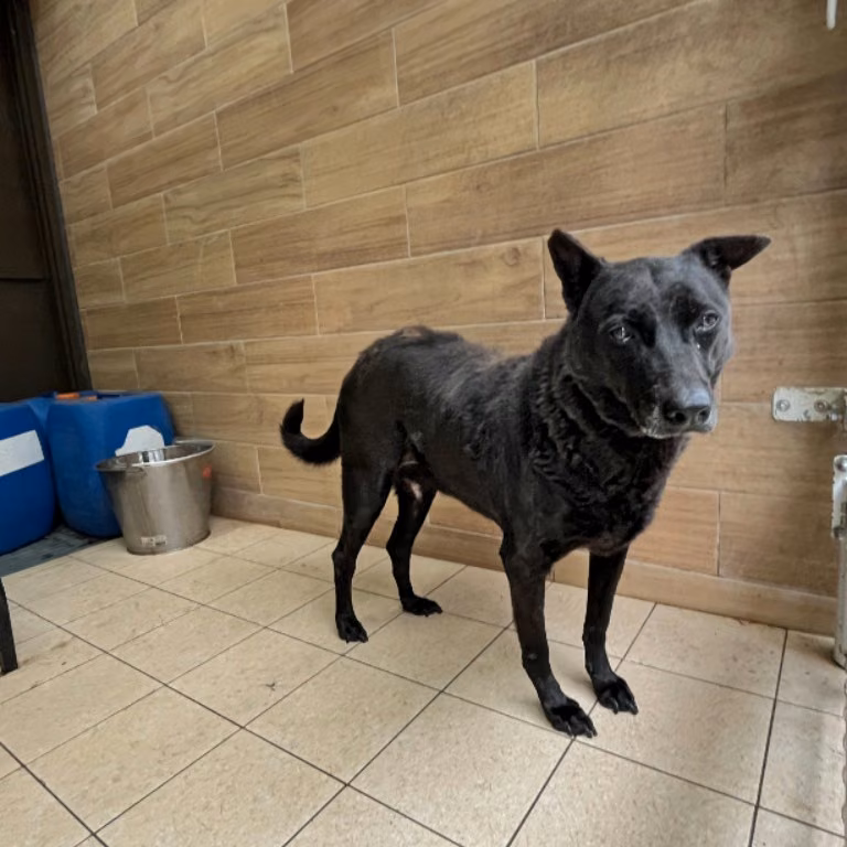 The dog, from the shelter's listing
