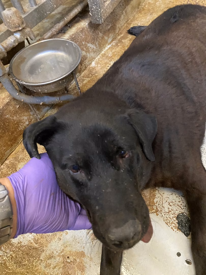 The dog, from the shelter's listing