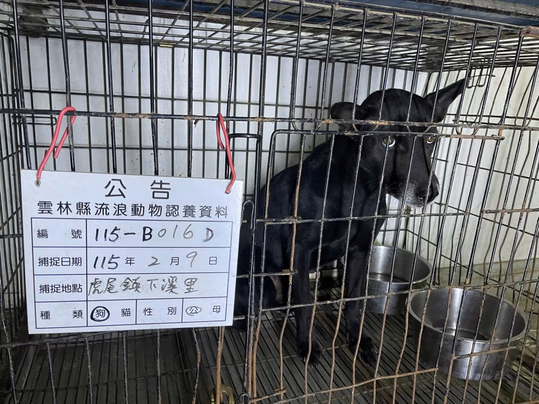The dog, from the shelter's listing