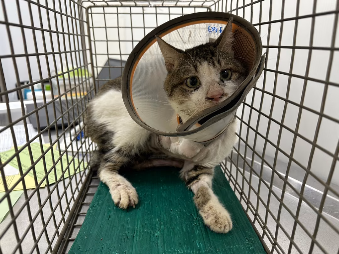 The cat, from the shelter's listing