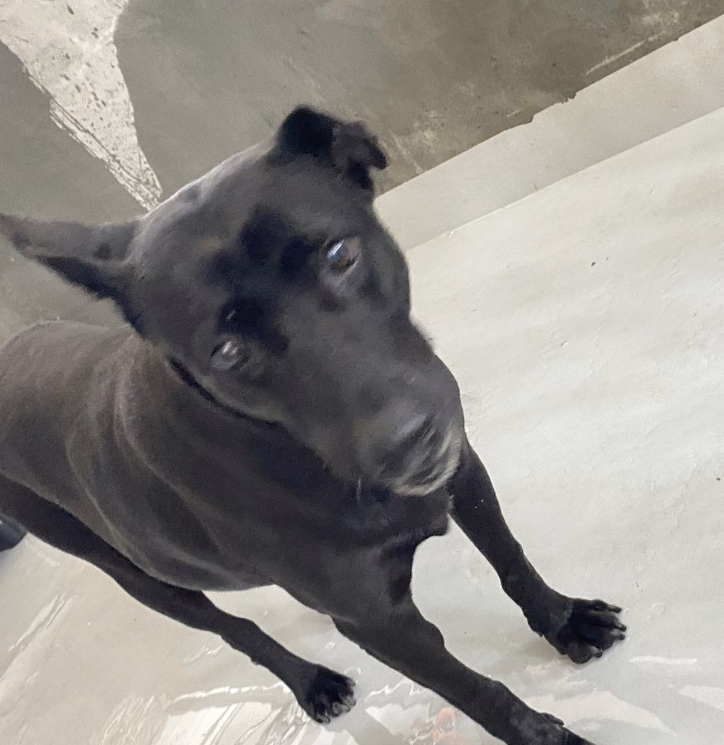 The dog, from the shelter's listing